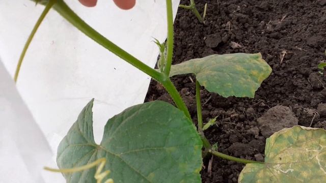 МОЛОДЫЕ ОГУРЦЫ ОСЕНЬЮ..БОЯРЫШНИК ПОСПЕЛ.ЧТО БУДУ ДЕЛАТЬ? смотреть онлайн