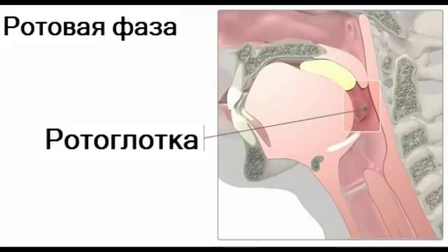 Акт глотания (анатомия человека) смотреть онлайн