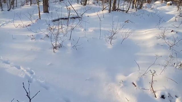 Отчёт с рыбалки 27.12.20. Ленобласть. Озеро Мичуринское. смотреть онлайн