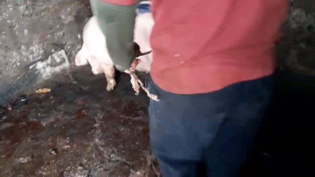 ЗАБОЙ СВИНЬИ БЕКОНКА // РАЗДЕЛКА ДЛЯ ЗАКАЗЧИКА смотреть онлайн