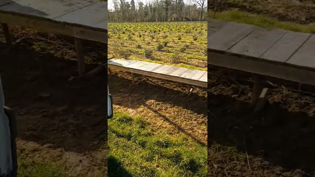 пчёлы на опылении садов смотреть онлайн