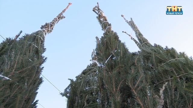 Елочные базары в Ижевске смотреть онлайн