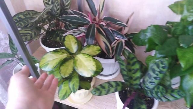 Комнатные растения. Моя цветочная комната .Быстрый обзор цветов. смотреть онлайн