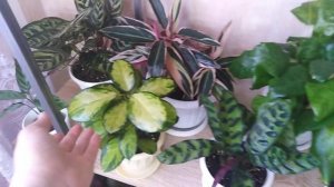 Комнатные растения. Моя цветочная комната .Быстрый обзор цветов.