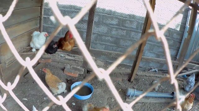 Гороховый Суп Пюре в Казане на Костре / Рецепт смотреть онлайн