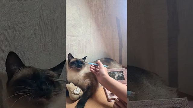 Делаю Алисе макияж!!!!#happycat #alisa #алиса #макияж смотреть онлайн