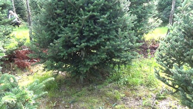 Пихта Фразера (срезанная новогодняя пихта)  22166