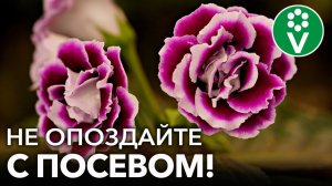 ЭТИ ЦВЕТЫ ПОРА СЕЯТЬ В ДЕКАБРЕ-ЯНВАРЕ! Биолог советует, какие цветы стоит посеять пораньше