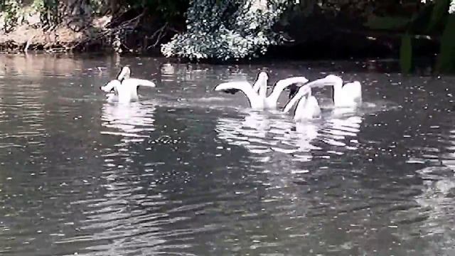 ЛЕТНИЙ ВАЛЬС ПЕЛИКАНОВ).Видео Татьяны Крестьянсковой. смотреть онлайн