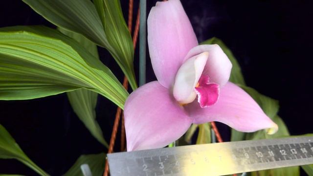 Ликаста от Abou Shoalhaven'Big'×Aubrun Lyc Rakuhoku