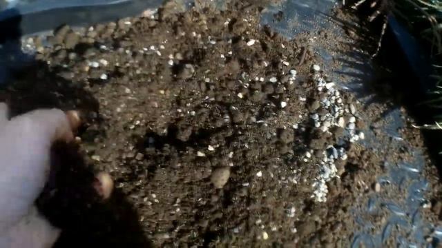 How to re-pot Haworthia, Aloe's and Gasteria's смотреть онлайн