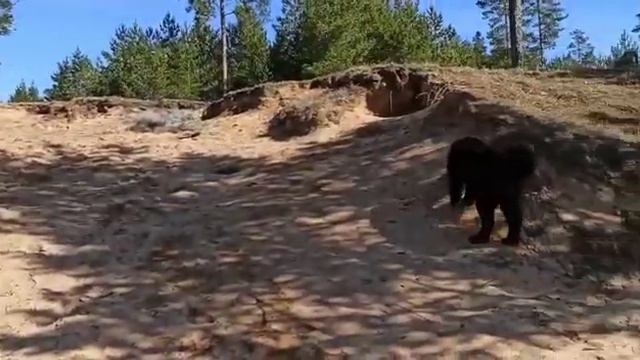 Монгольская овчарка банхар. Прогулка на карьер. 2