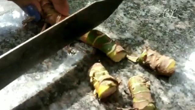 How to propagate aglaonema plant /cutting propagation/Green Leafy смотреть онлайн