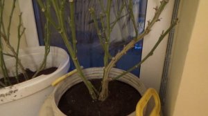 Урожай пепино, дегустация плодов. Сохранение кустов пепино до следующего сезона. Экзот в Подмосковь