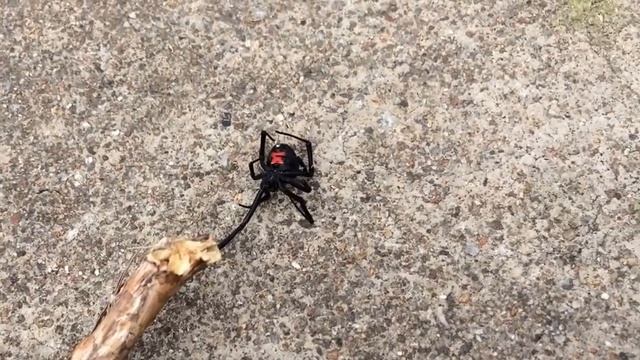 Паук Каракурт чёрная вдова Black Widow spider смотреть онлайн