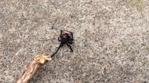 Паук Каракурт чёрная вдова Black Widow spider