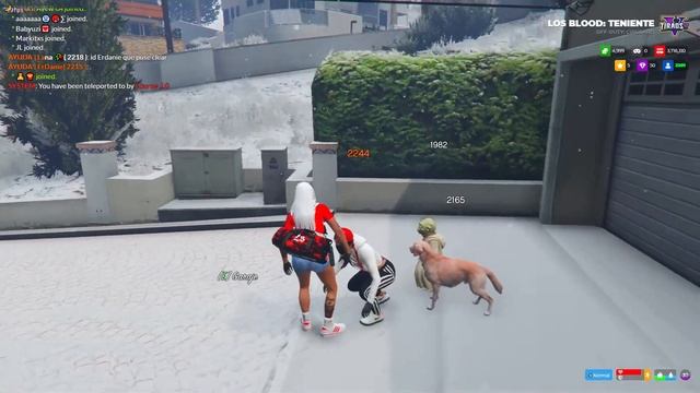 Perro contra Gato смотреть онлайн