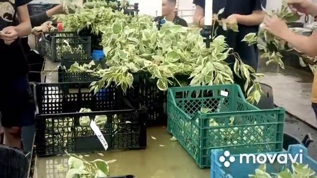 Черенкование - Дерен смотреть онлайн