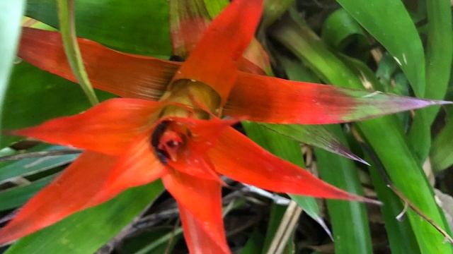 BROMELIAD in FLOWER Garden 4 Seasons 2019 - 2020 смотреть онлайн