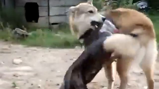 Собака и утка - победит сильнейший смотреть онлайн