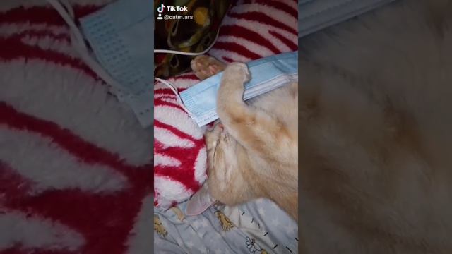 идеи для видео в тик токе с питомцем для начинающих смотреть онлайн