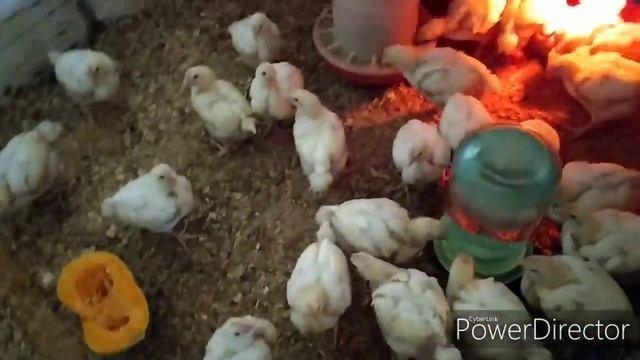 У НАС НОВАЯ ДВЕРЬ.К ЗИМЕ ГОТОВЫ ПОЧТИ смотреть онлайн