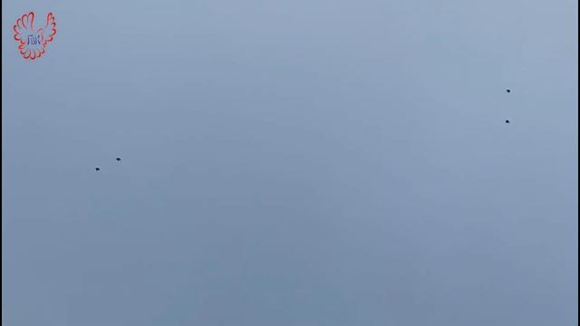 Голуби "Таганрогские цветные". смотреть онлайн