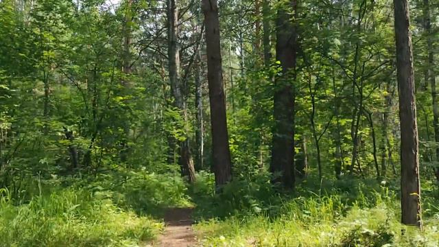 Новосибирский академгородок (Район "пруд с утками".) смотреть онлайн