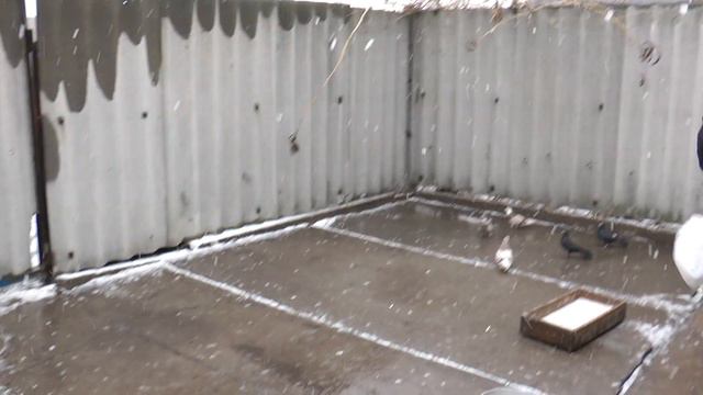 ГОЛУБИ НИКОЛАЕВСКИЕ смотреть онлайн