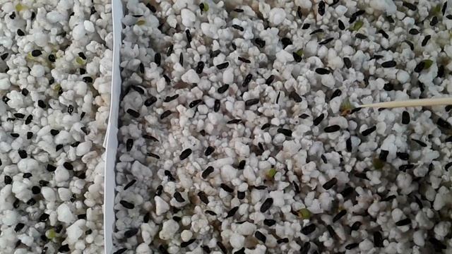 Первые всходы семян гастерий и хавортий смотреть онлайн