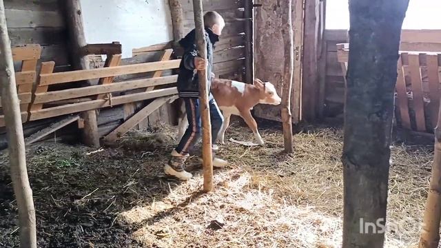 Готовимся к зиме. Весёлый теленок. смотреть онлайн