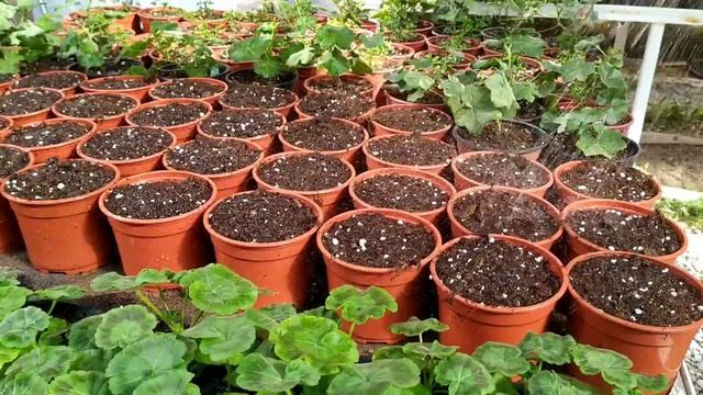 Выращивание зональной пеларгонии из семян к 8 марта. Часть 1. смотреть онлайн