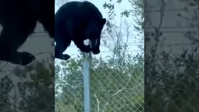 Вот, наш мишка из разведки возвращается!???? Граница Украины и Белоруссии! смотреть онлайн