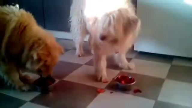 Наши собаки - веганы🐶обедают свеклой и морковкой! Собаки, собака, dog, vegan, вегетарианство, веган смотреть онлайн