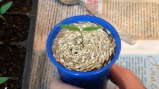 ? Дешёвый способ увеличить подсветку у рассады смотреть онлайн