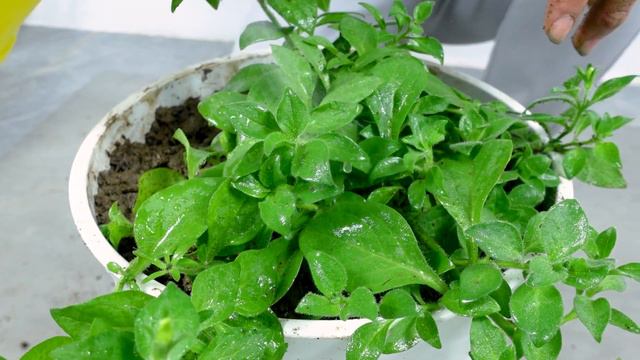 The Secret To Growing Petunia With Colorful Blooms, Adorning Your Home