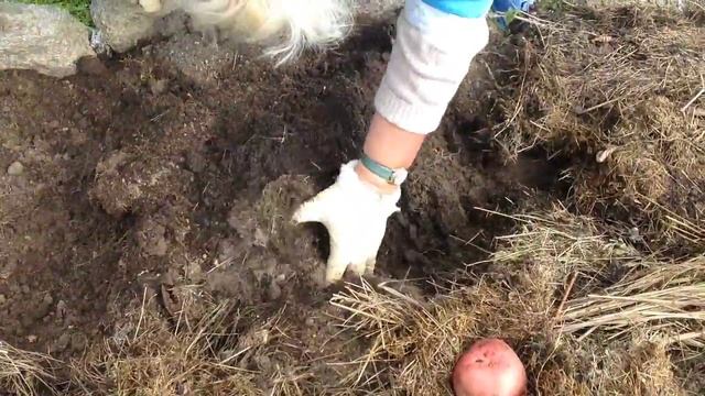 Новоуральск Картофель Ирбитский 2013 смотреть онлайн