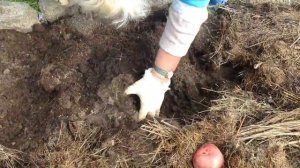 Новоуральск Картофель Ирбитский 2013