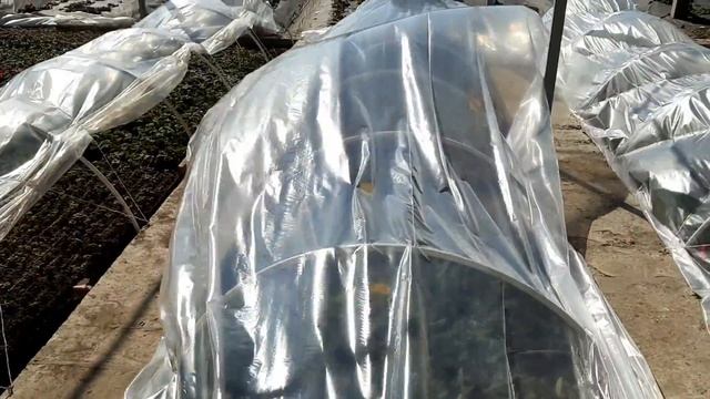 Лучший способ укрытия грядки пленкой. смотреть онлайн