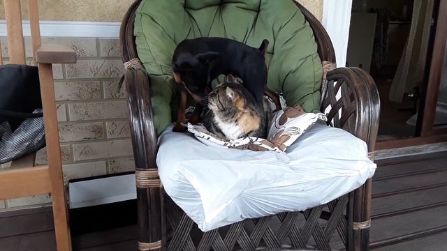 Цвенгпинчер ПАНДОРА. 4,5 месяца смотреть онлайн