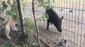 Кабаны нападают на собак  Лайка проходит испытание по кабану