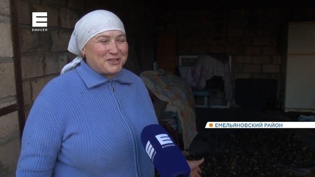 Красноярские дачники из-за проливных дождей собирают картошку в грязи смотреть онлайн