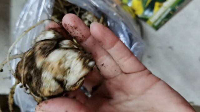 Лилия Априкот Фьюдж, наконец-то.. смотреть онлайн