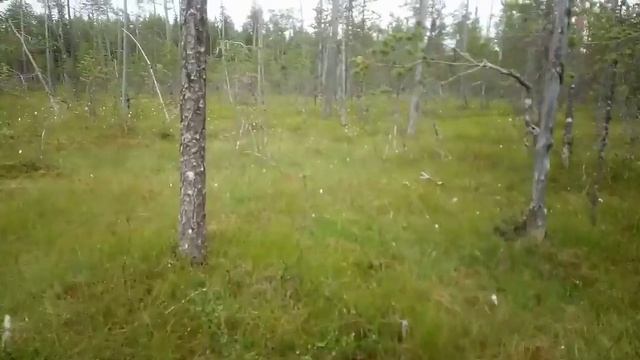 VLOG. Собираем морошку на Севере Карелии❤️??.