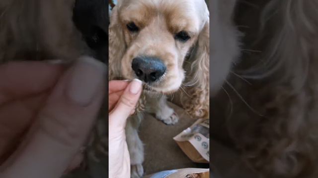 °|ОБЗОР ЛАКОМСТВА ДЛЯ СОБАК|° 🐾 смотреть онлайн