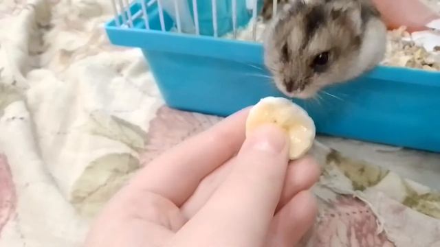 Что больше понравится джунгарскому хомяку сухофрукты или фрукты смотреть онлайн