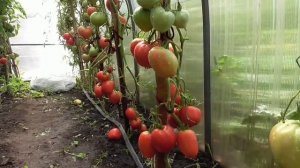 ТОМАТ "ПУДОВИК" ИДЕАЛЕН ДЛЯ ТЕПЛИЦ. Ольга Чернова.