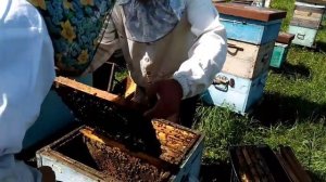 На пасеке у любимых пасечников в Алтайском крае