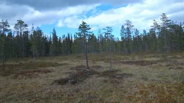В диком лесу Заполярья! смотреть онлайн