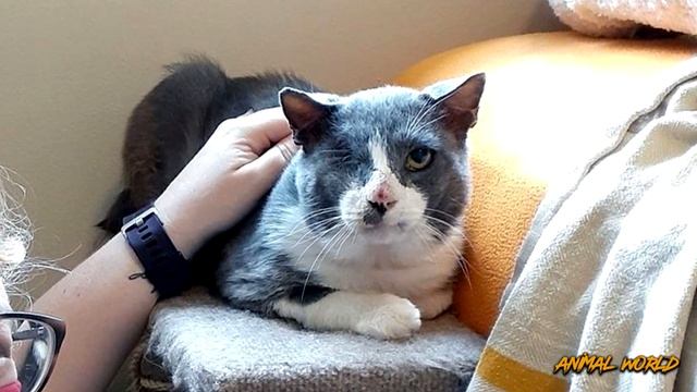 Бездомный кот уже не надеялся на счастливую жизнь... смотреть онлайн